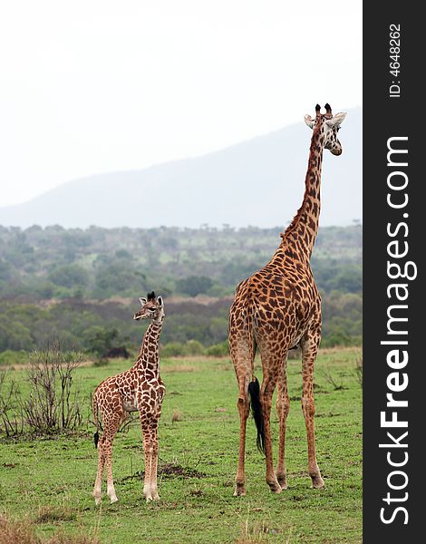 A couple of giraffe grazing in the masai mara reserve