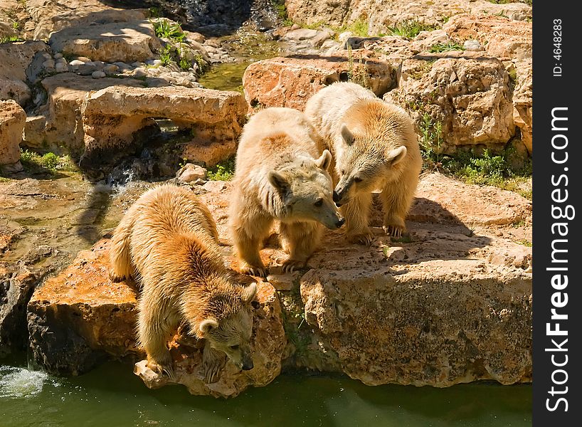 Three bears in Jeruselem Zoo