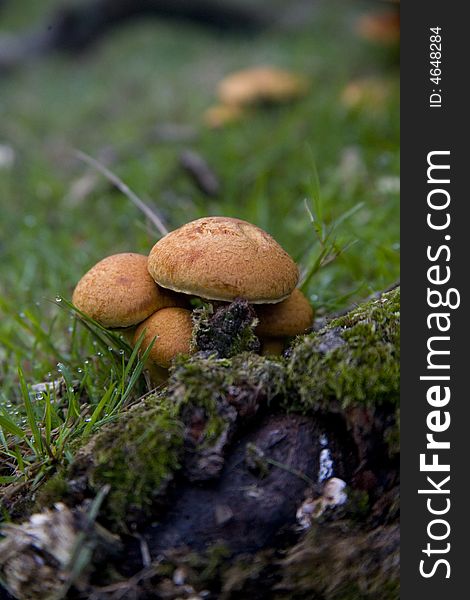 Young fruiting bodies of the Honey Fungus, Armillaria Mellea, in the New Forest