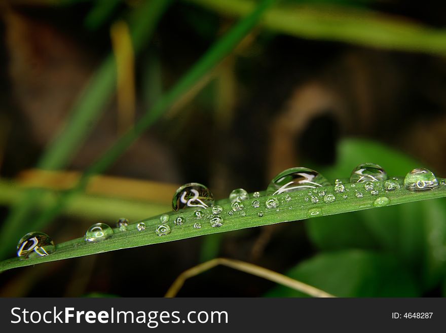 Tiny drops on the grass leaf