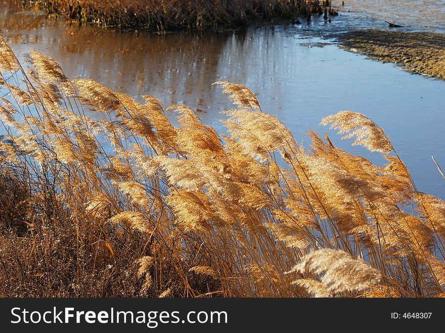 The reed that is wetly. The reed that is wetly