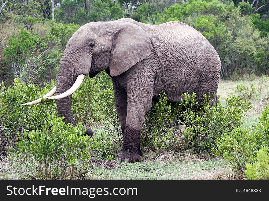 En elephant eating in the reserve of the masai mara. En elephant eating in the reserve of the masai mara