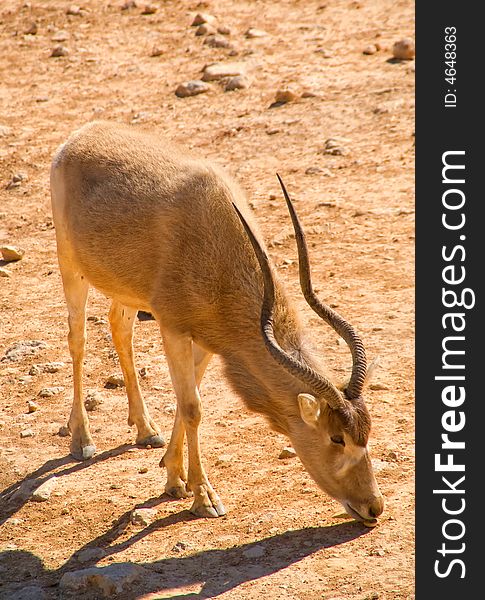 Longhorn antelope in Jerusalem zoo