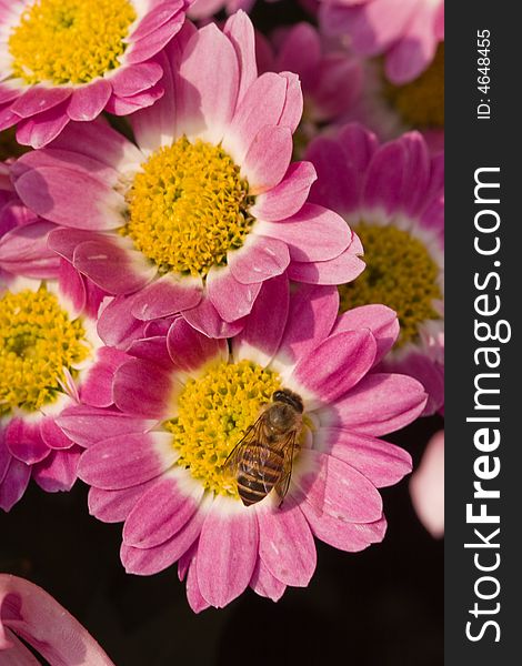 Chrysanthemum bloom ,a bee is collecting the nectar and dust