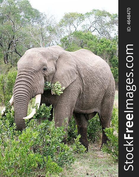 En elephant eating in the reserve of the masai mara. En elephant eating in the reserve of the masai mara