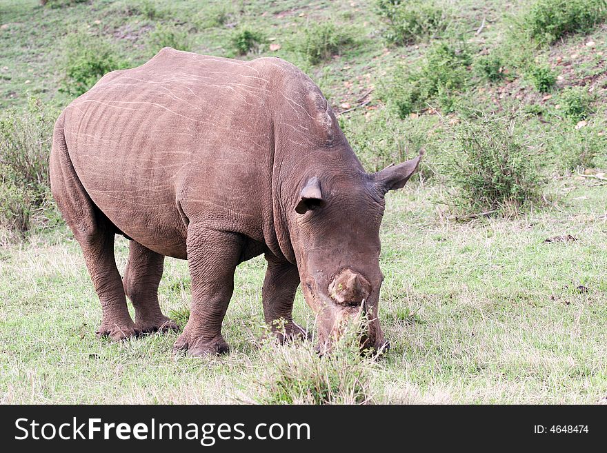 A white rhino eating grass in the reserve of the masai mara