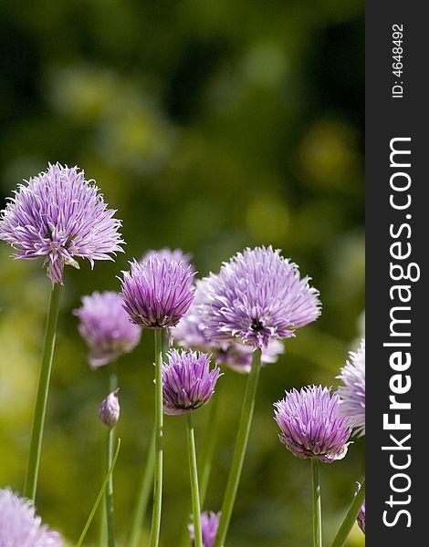 Chives in flower, Allium schoenoprasum