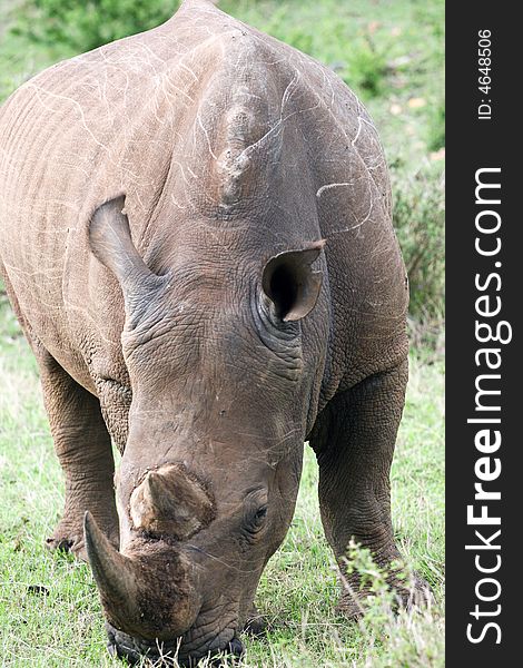 A white rhino eating grass in the reserve of the masai mara