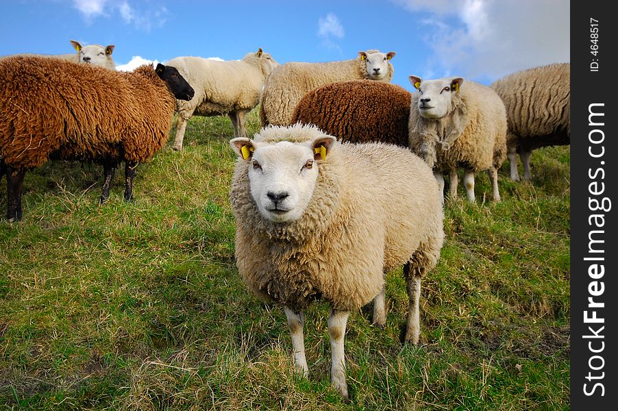 Sheep looking at the camera in spring. Sheep looking at the camera in spring