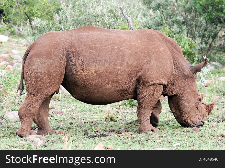A white rhino eating grass in the reserve of the masai mara