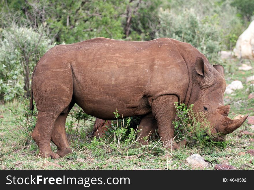 A white rhino eating grass in the reserve of the masai mara