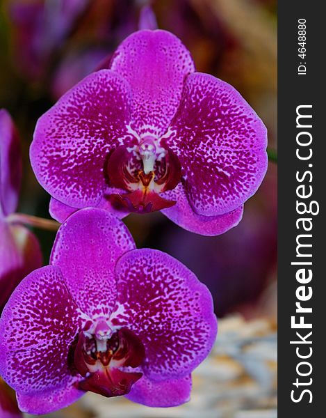 Colorful orchid blooming in the garden