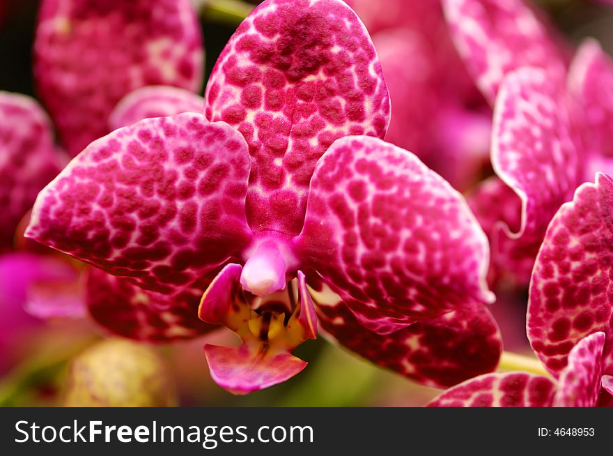 Colorful orchid blooming in the garden