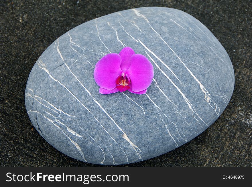 Orchid and stone on beach