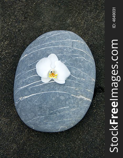 Orchid and stone on beach