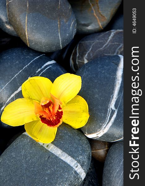 Orchid and stone on beach