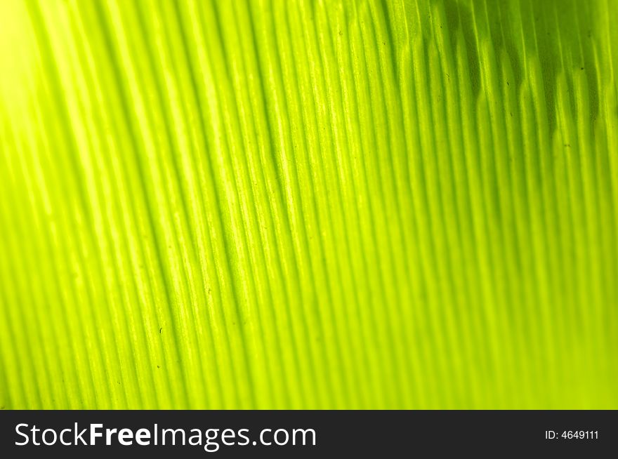 Closeup of a green leaf