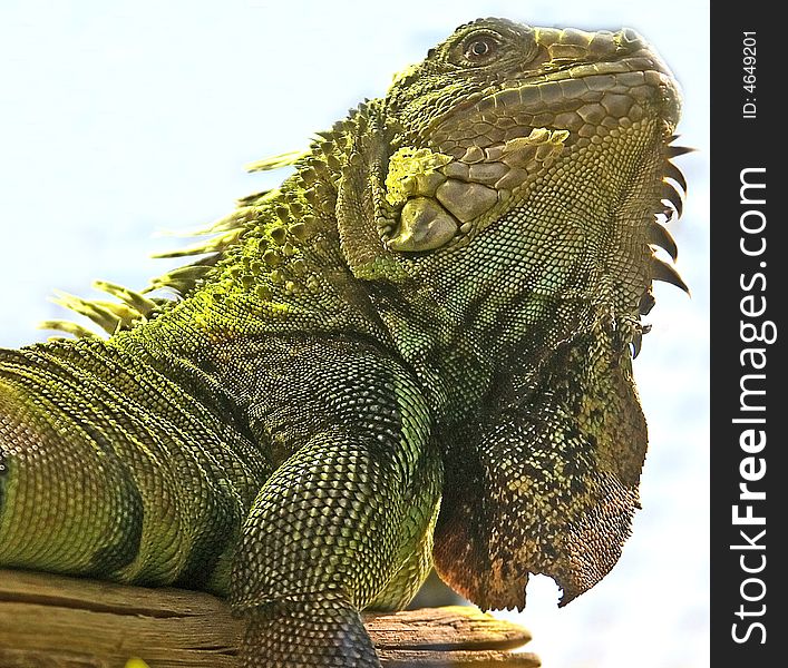 Green Iguana 8