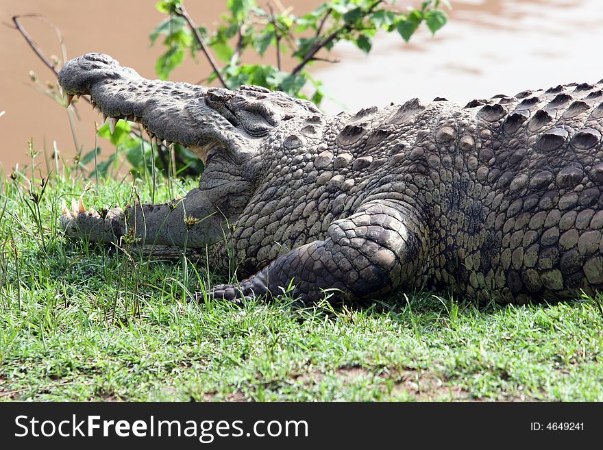 A crocoile taking sun bath in the wild reserve of africa. A crocoile taking sun bath in the wild reserve of africa