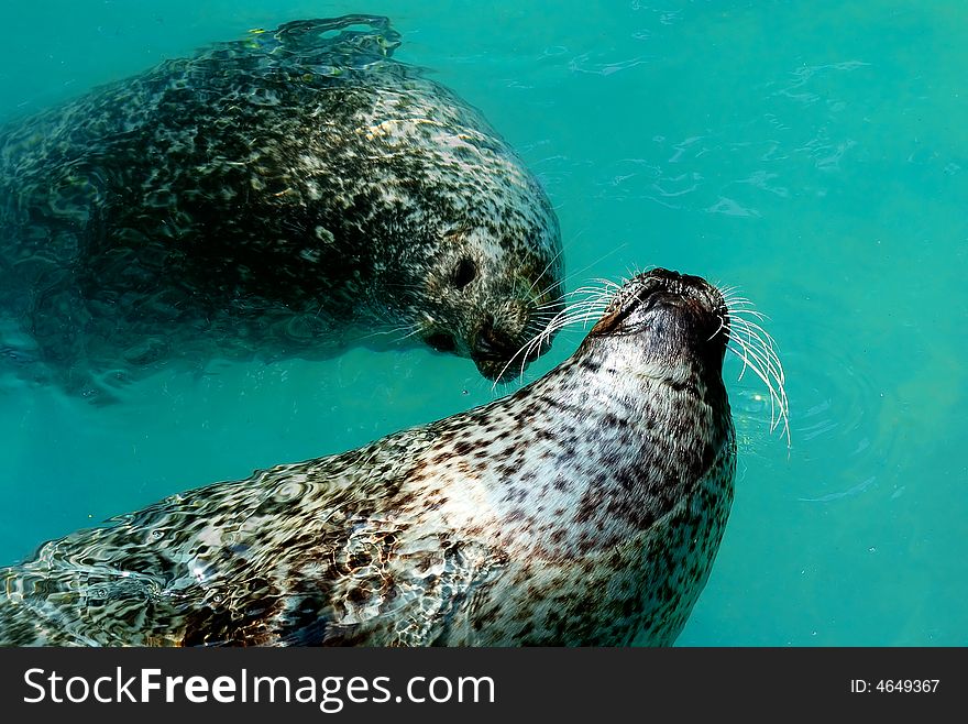 Two seals swimming in blue water