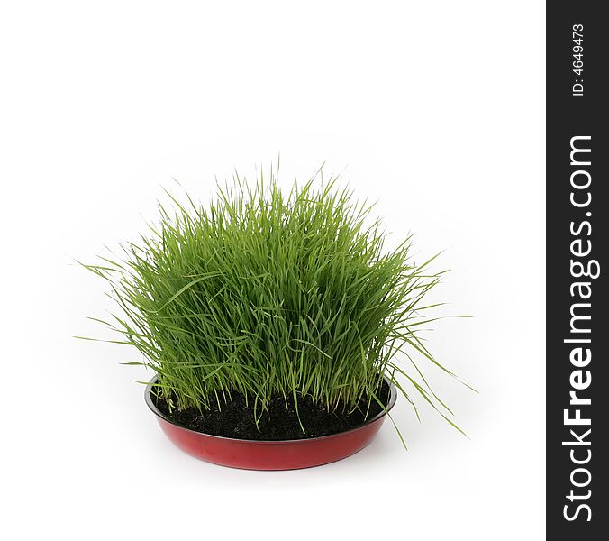 Green fresh grass in dirt on white background