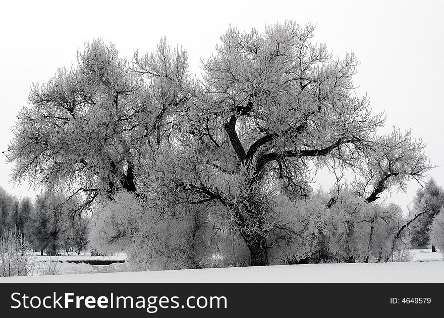 Hoar frost blankets the trees on a foggy winter morning near the Big Thompson River. Hoar frost blankets the trees on a foggy winter morning near the Big Thompson River.