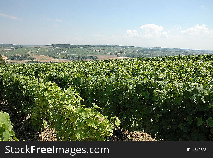 Vast extent of ground with luxuriant vineyards