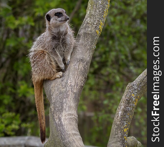 A photograph of a meerkat on look out in a tree
