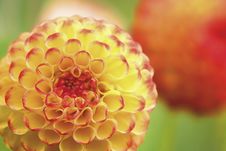 Flowers Royalty Free Stock Image Flowers Royalty Free Stock Image