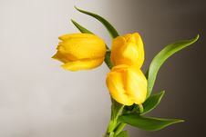Tulips Stock Image