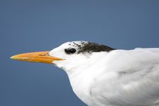 Head Shot Of A Royal Tern Stock Images
