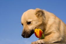 Puppy Dog Take Red-yellow Tulip In Forefoots Stock Photos Puppy Dog Take Red-yellow Tulip In Forefoots Stock Photos