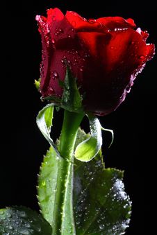 Dark Red Rose With Water Droplets. Stock Photo
