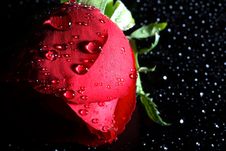 Dark Red Rose With Water Droplets. Royalty Free Stock Photography