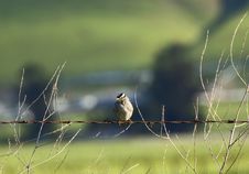 Little Bird On Wire Stock Images Little Bird On Wire Stock Images
