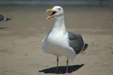 Seagull On A Beach Royalty Free Stock Photo