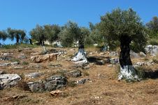 Free Olive Trees Stock Photo - 4655190