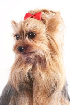 Yorkshire Terrier Royalty Free Stock Image