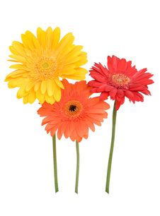 Three Daisies Isolated On White Stock Photo Three Daisies Isolated On White Stock Photo