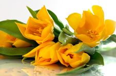 Yellow Tulips Royalty Free Stock Images Yellow Tulips Royalty Free Stock Images