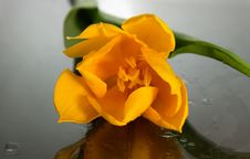 Yellow Tulips Stock Photography Yellow Tulips Stock Photography