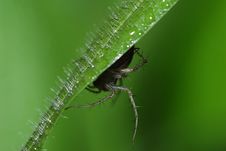 Spider On A Blade Stock Photo Spider On A Blade Stock Photo