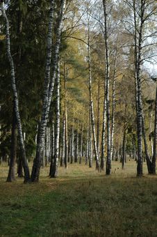 Morning In The Autumn Birch Forest Royalty Free Stock Images Morning In The Autumn Birch Forest Royalty Free Stock Images