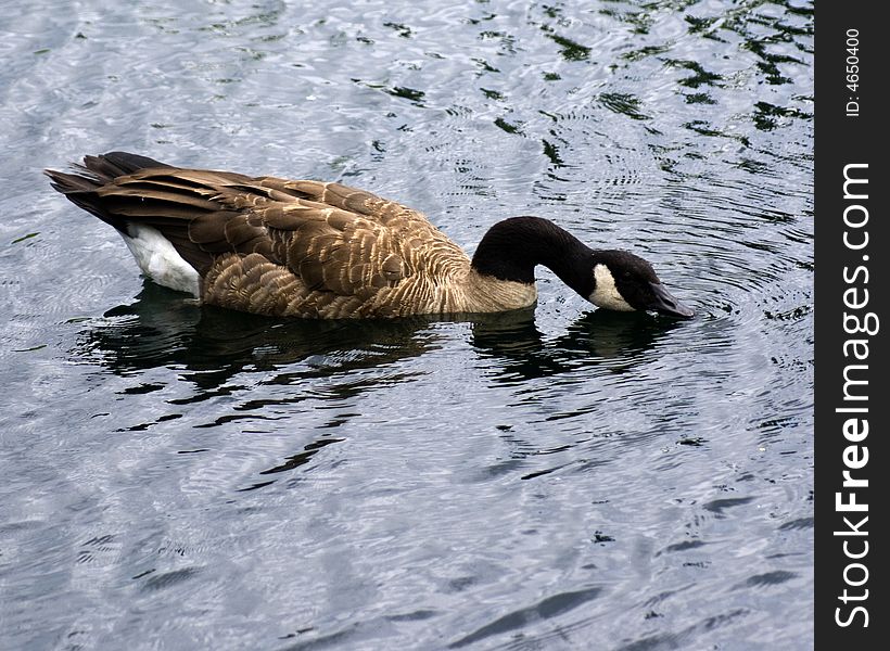 A lone duck on a lake with an outstreached neck taking a drink of water. A lone duck on a lake with an outstreached neck taking a drink of water