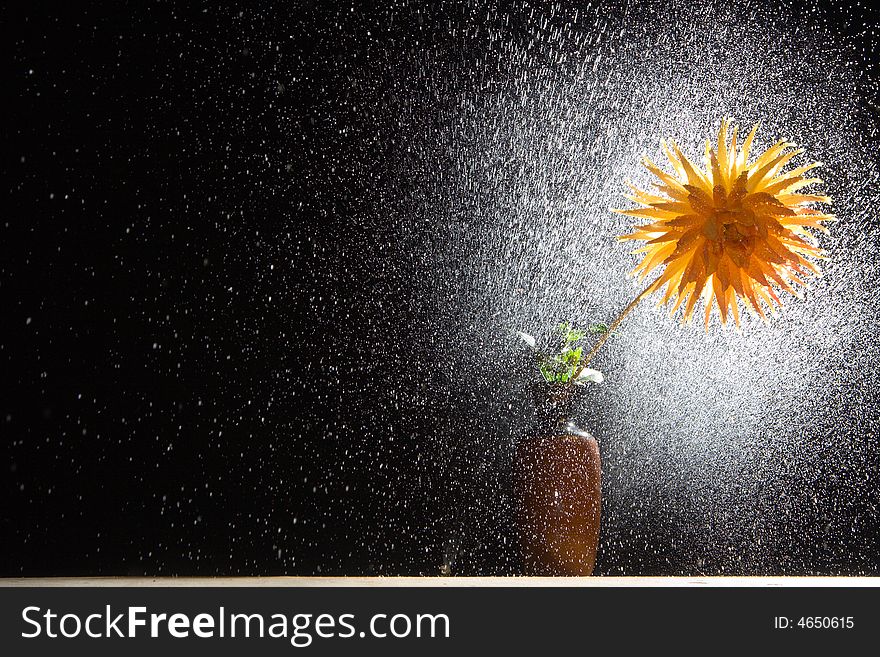 Flower dahlia gold crown in vase and shining droplets of water.