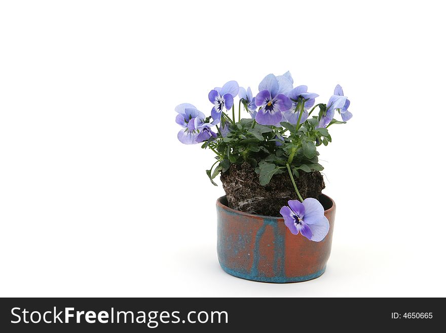 Blue pansies in a pot. Blue pansies in a pot