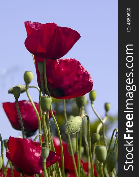 Detail of red poppies against a blue sky
