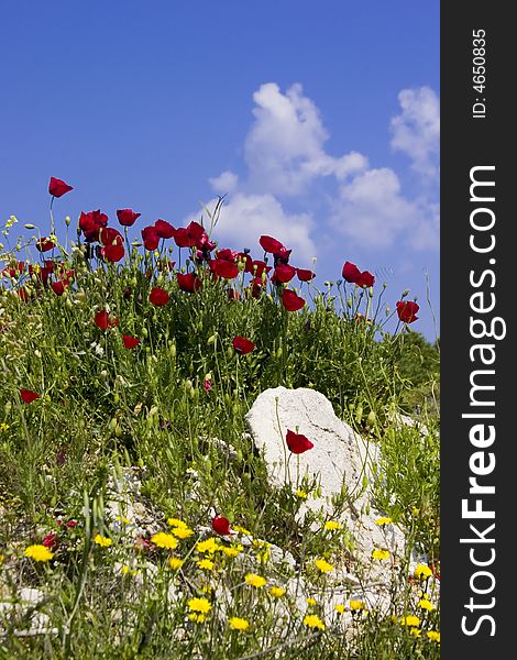 Wild flowers against a blue sky in spring. Wild flowers against a blue sky in spring