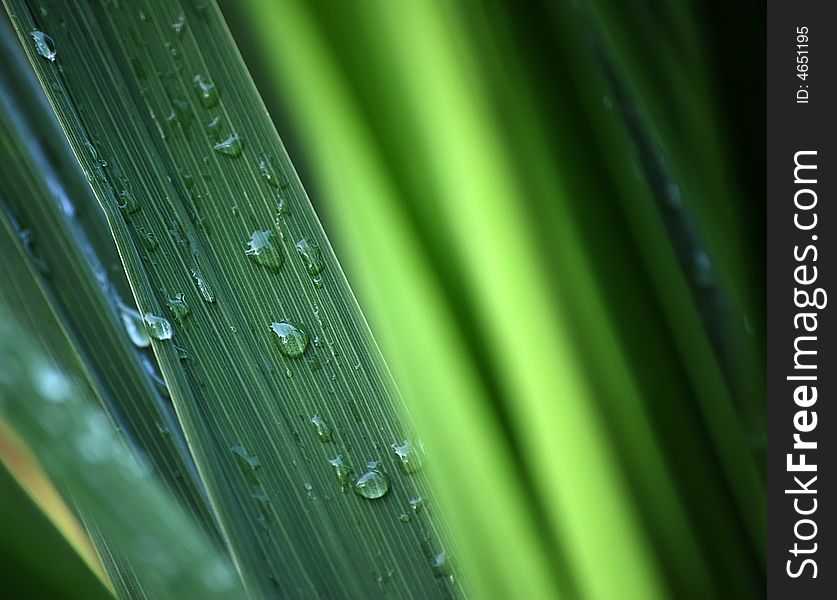 Close-up of rainwater drops on leaf. Suitable for backgrounds. Close-up of rainwater drops on leaf. Suitable for backgrounds.