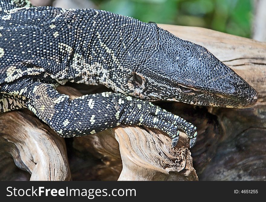 Nile monitor on the snag. Nile monitor on the snag